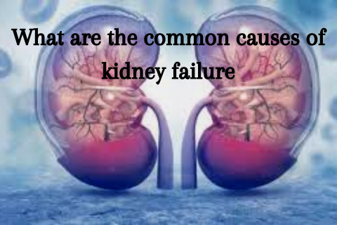 kidney